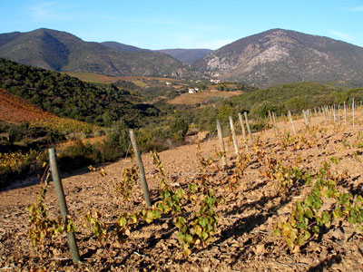 Vignoble vitrine paysager du Rieuberlou