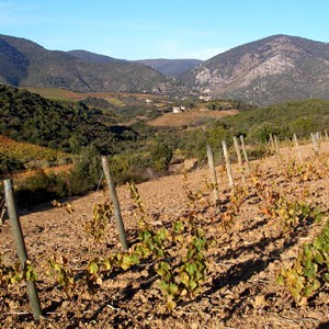 Vignoble vitrine paysager du Rieuberlou